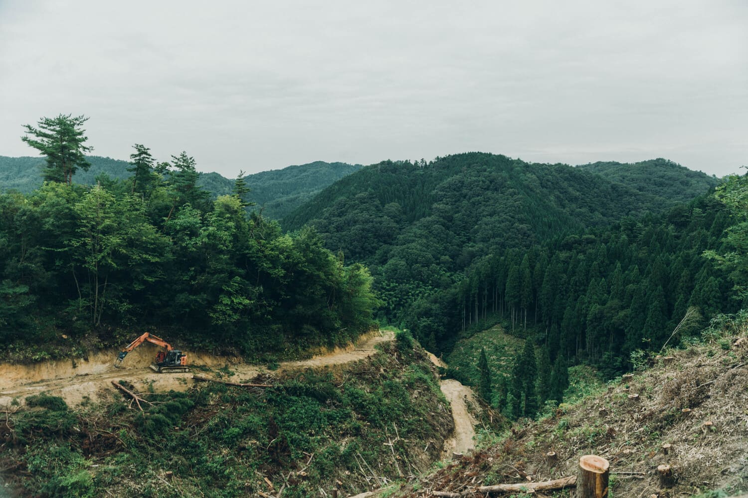 伐採作業が行われている山の光景